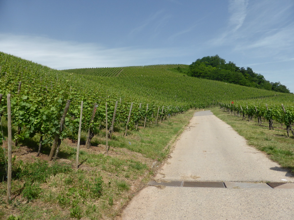 Wine fields at Schwebsange