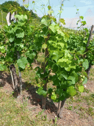 Plants at the wine fields at Schwebsange