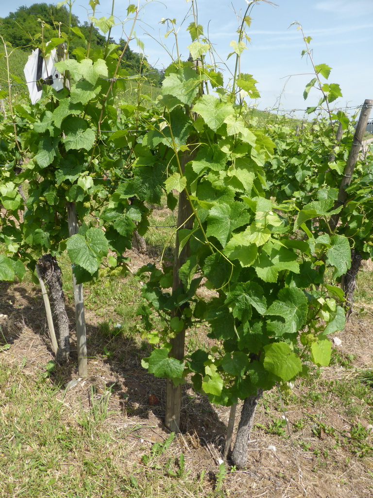 Plants at the wine fields at Schwebsange