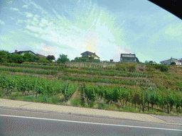 Wine fields at the village of Ehnen next to the Route du Vin road, viewed from the car