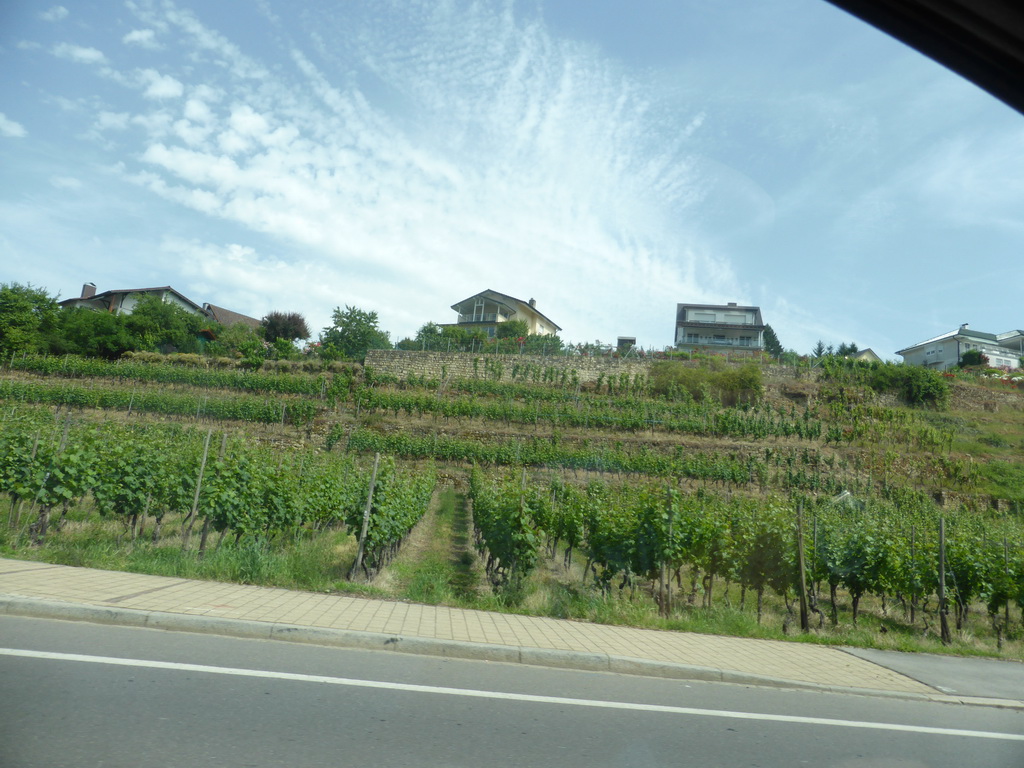 Wine fields at the village of Ehnen next to the Route du Vin road, viewed from the car