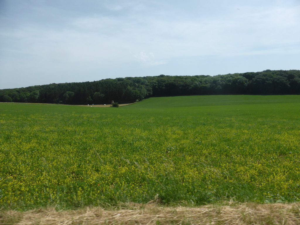 Grasslands next to the Iewescht Strooss street between Mompach and Echternach, viewed from the car