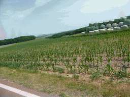 Grasslands next to the Iewescht Strooss street between Mompach and Echternach, viewed from the car