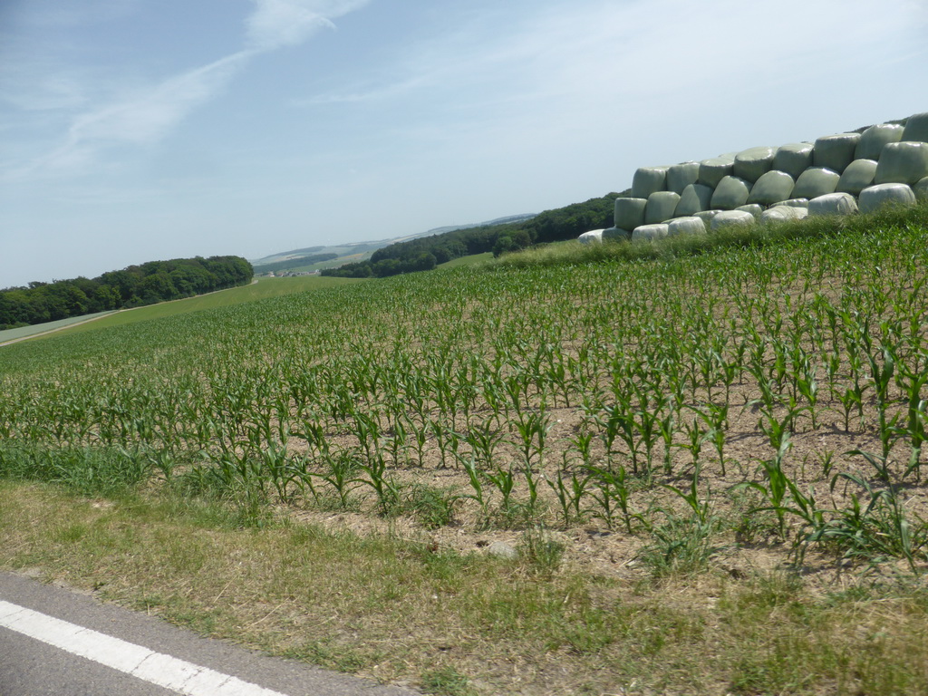 Grasslands next to the Iewescht Strooss street between Mompach and Echternach, viewed from the car