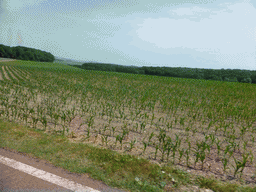 Grasslands next to the Iewescht Strooss street between Mompach and Echternach, viewed from the car