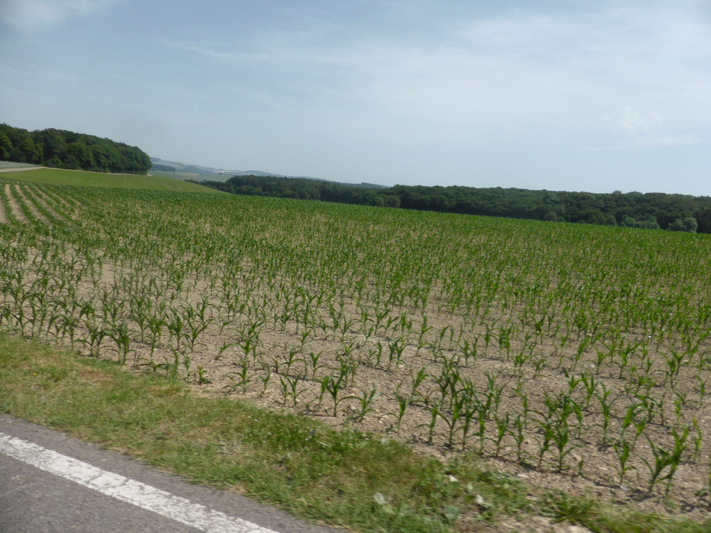 Grasslands next to the Iewescht Strooss street between Mompach and Echternach, viewed from the car