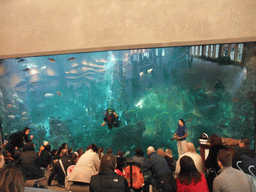 The Window on Washington Waters at the Seattle Aquarium