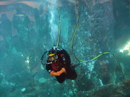 Diver at the Window on Washington Waters at the Seattle Aquarium