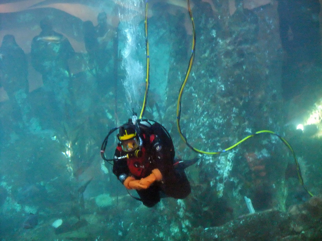 Diver at the Window on Washington Waters at the Seattle Aquarium