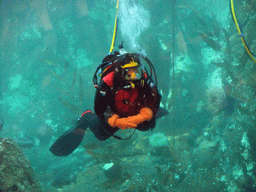 Diver at the Window on Washington Waters at the Seattle Aquarium