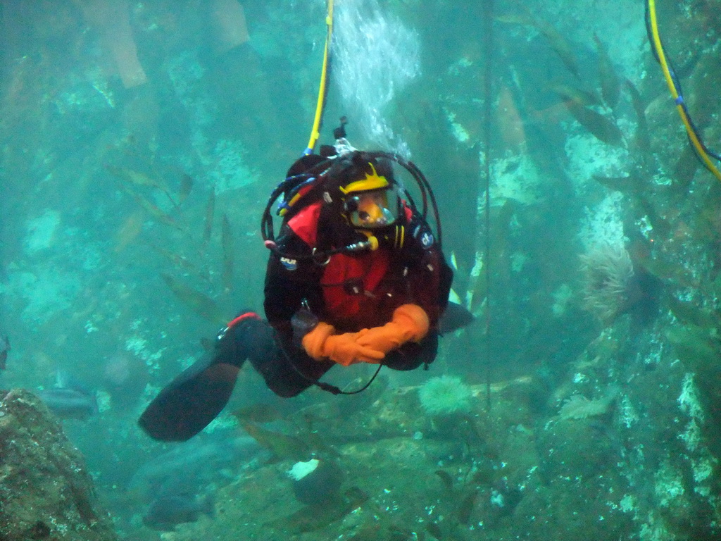 Diver at the Window on Washington Waters at the Seattle Aquarium