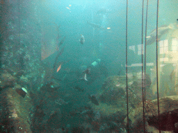 The Window on Washington Waters at the Seattle Aquarium