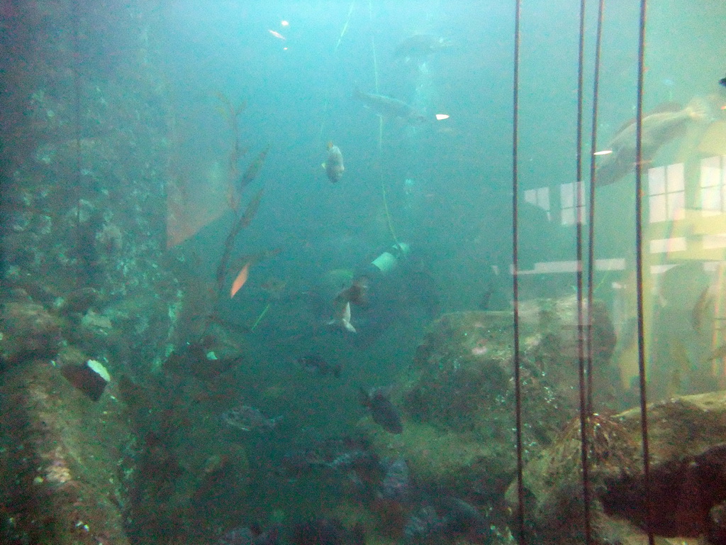 The Window on Washington Waters at the Seattle Aquarium