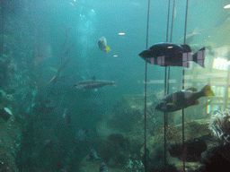 The Window on Washington Waters at the Seattle Aquarium