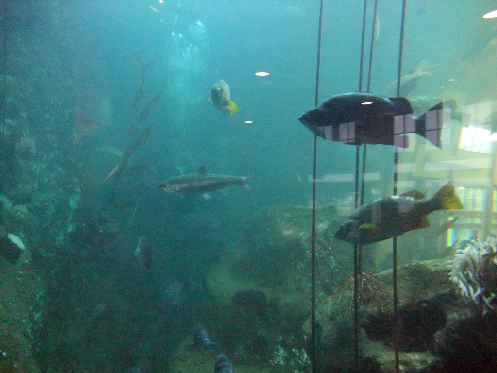 The Window on Washington Waters at the Seattle Aquarium