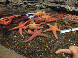 Starfish at the Touch Pool at the Seattle Aquarium