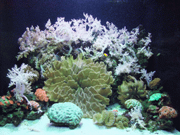 Coral at the Pacific Coral Reef at the Seattle Aquarium