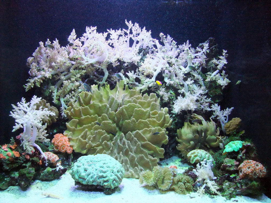 Coral at the Pacific Coral Reef at the Seattle Aquarium