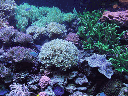 Coral at the Pacific Coral Reef at the Seattle Aquarium