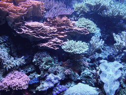 Coral at the Pacific Coral Reef at the Seattle Aquarium