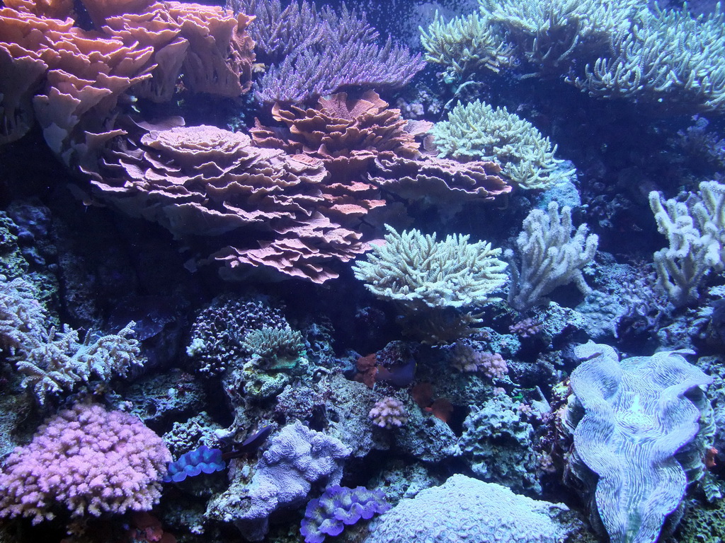 Coral at the Pacific Coral Reef at the Seattle Aquarium