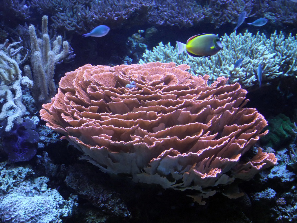 Coral at the Pacific Coral Reef at the Seattle Aquarium