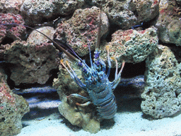 Spiny lobster at the Pacific Coral Reef at the Seattle Aquarium