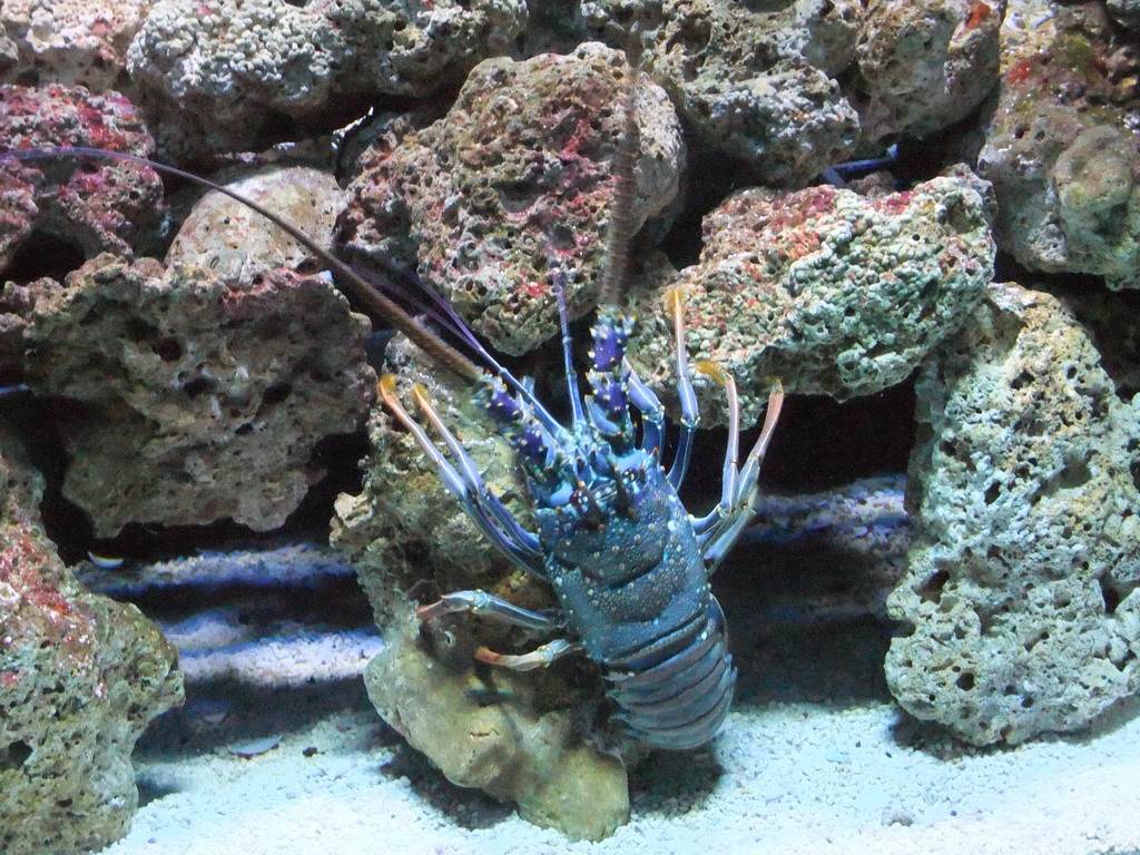 Spiny lobster at the Pacific Coral Reef at the Seattle Aquarium