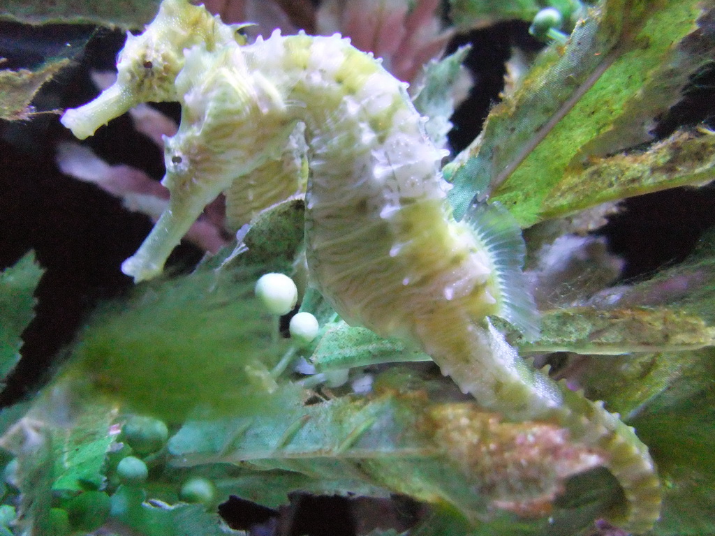 Seahorses at the Ocean Oddities at the Seattle Aquarium