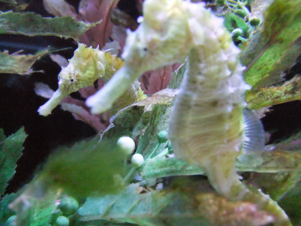 Seahorses at the Ocean Oddities at the Seattle Aquarium