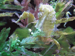 Seahorses at the Ocean Oddities at the Seattle Aquarium