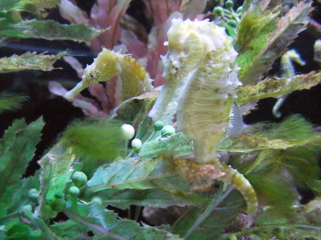 Seahorses at the Ocean Oddities at the Seattle Aquarium