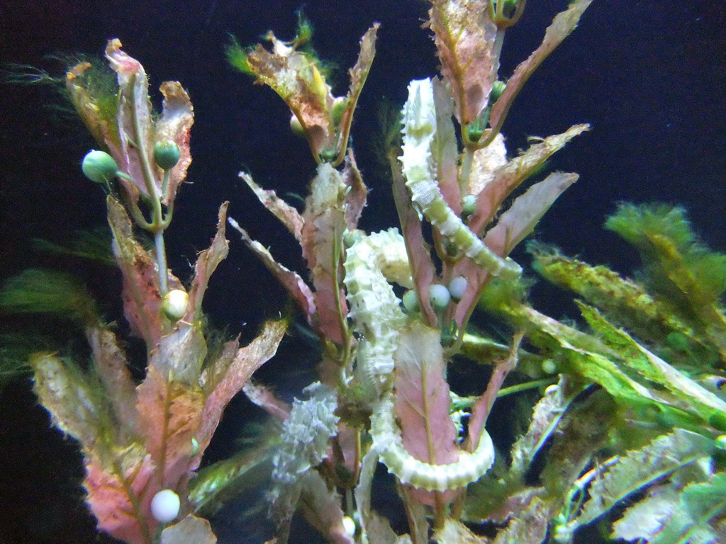 Seahorses at the Ocean Oddities at the Seattle Aquarium