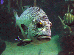 Fish at the Pacific Coral Reef at the Seattle Aquarium