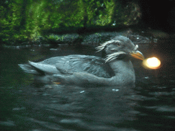 Rhinoceros Auklet at the Shore Birds and Alcids at the Seattle Aquarium