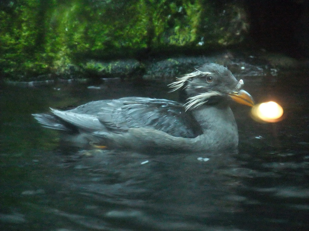 Rhinoceros Auklet at the Shore Birds and Alcids at the Seattle Aquarium