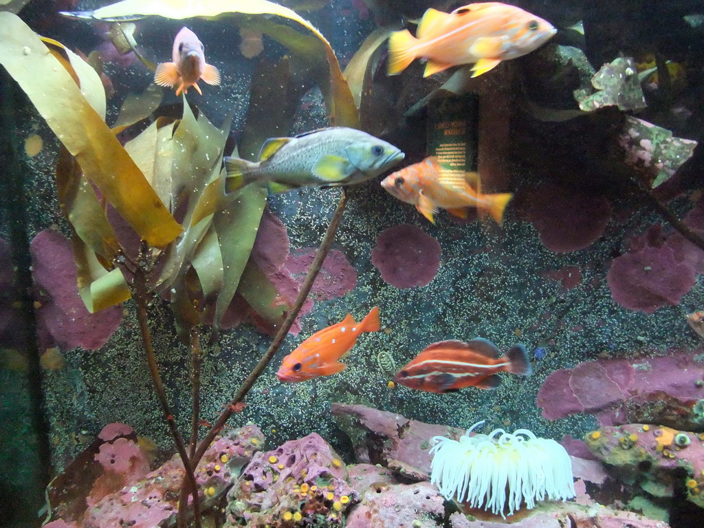 Fish at the Puget Sound Fish at the Seattle Aquarium