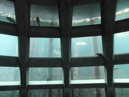 The Under Water Dome at the Seattle Aquarium