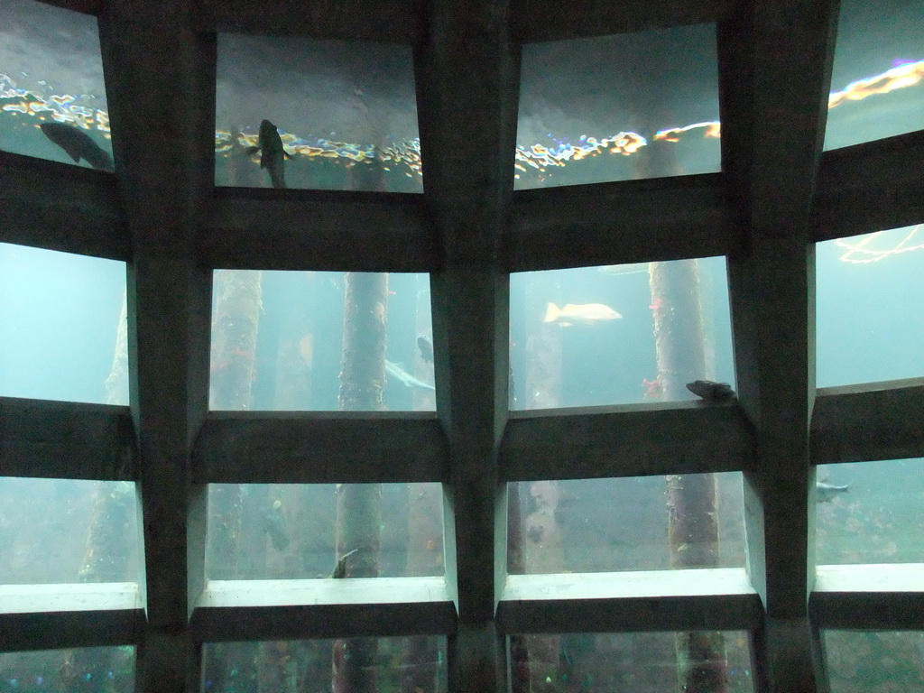 The Under Water Dome at the Seattle Aquarium