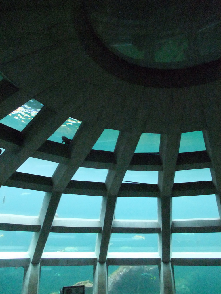 The Under Water Dome at the Seattle Aquarium