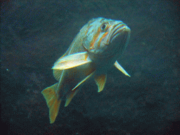 Fish at the Under Water Dome at the Seattle Aquarium