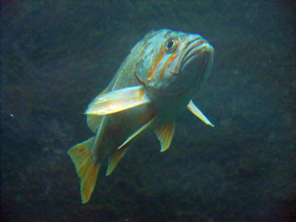 Fish at the Under Water Dome at the Seattle Aquarium