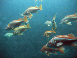 Fish at the Under Water Dome at the Seattle Aquarium