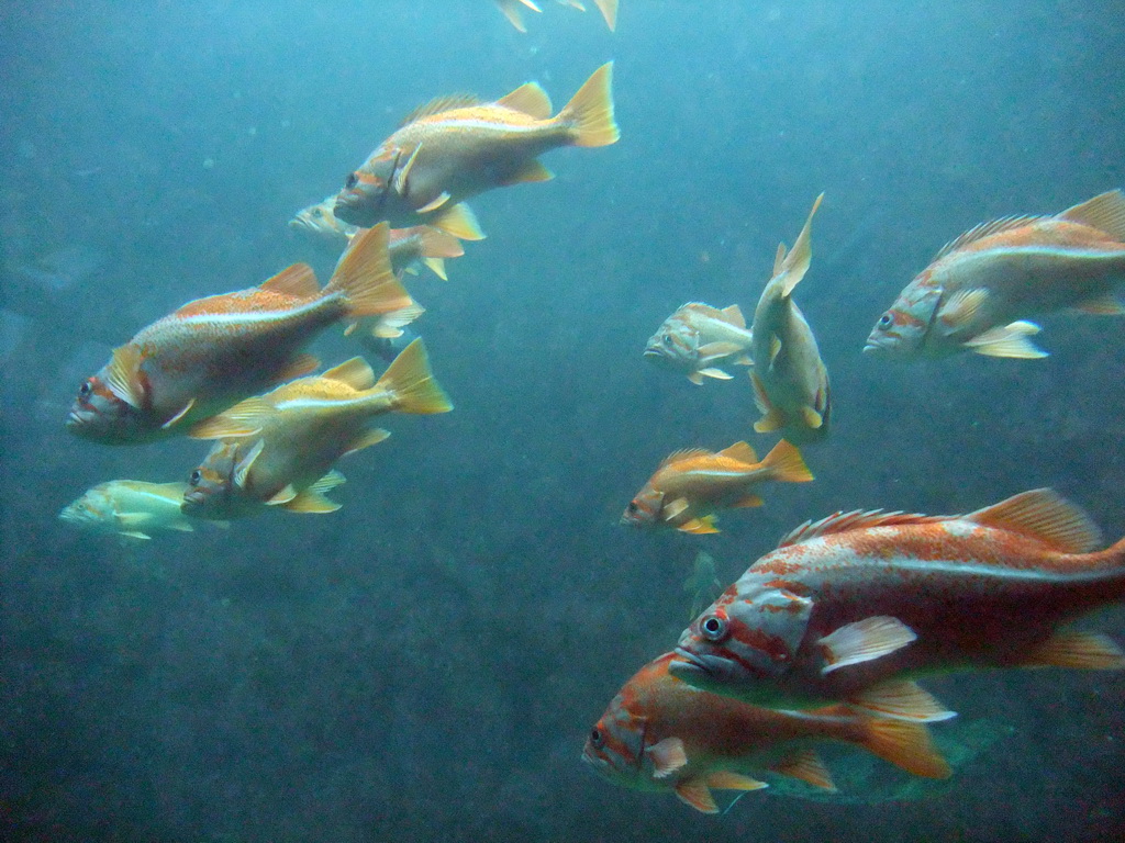 Fish at the Under Water Dome at the Seattle Aquarium