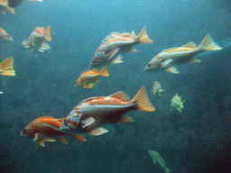 Fish at the Under Water Dome at the Seattle Aquarium