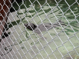 Harbor seal behind fence at the Seattle Aquarium