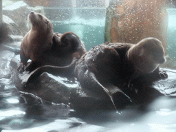 Northern fur seals at the Seattle Aquarium