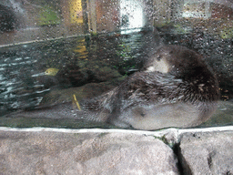 Northern fur seals at the Seattle Aquarium