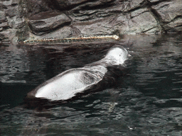 Northern fur seal at the Seattle Aquarium