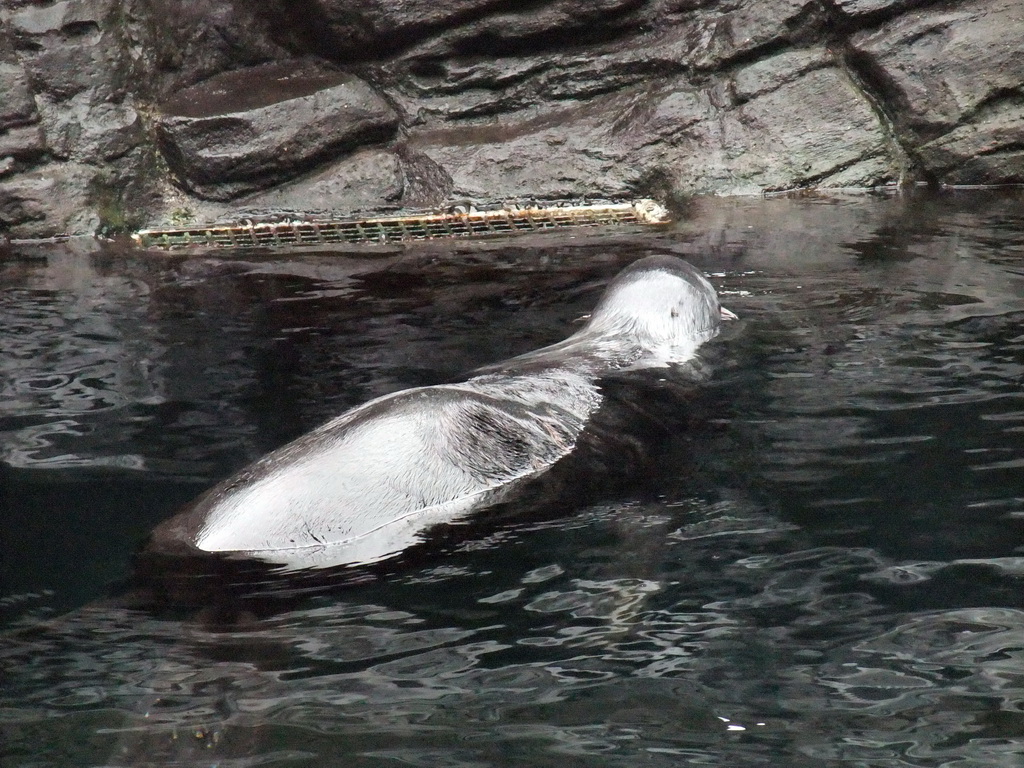 Northern fur seal at the Seattle Aquarium